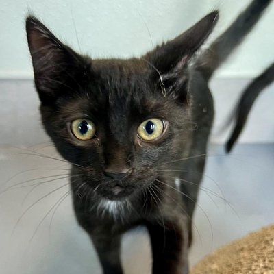Tex (PetFinder)