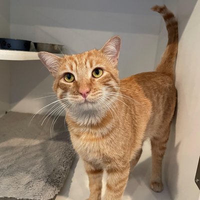 Tioga (PetFinder)