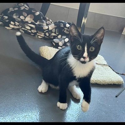 Toast (PetFinder)