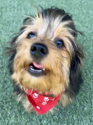 Toffee (PetFinder)