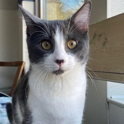 Tommy (PetFinder)