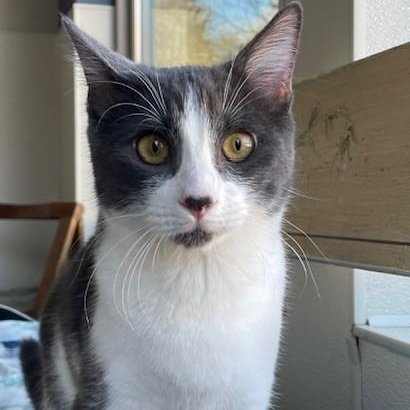 Tommy (PetFinder)