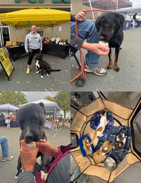 Toys, Tails & Treats copy