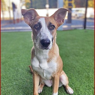 Tulsa (PetFinder)