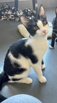 Twix (PetFinder)