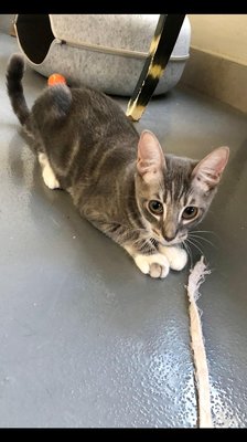 Val (PetFinder)