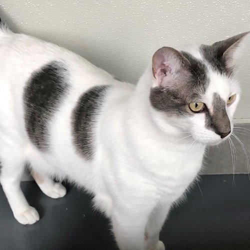 Victor (PetFinder)