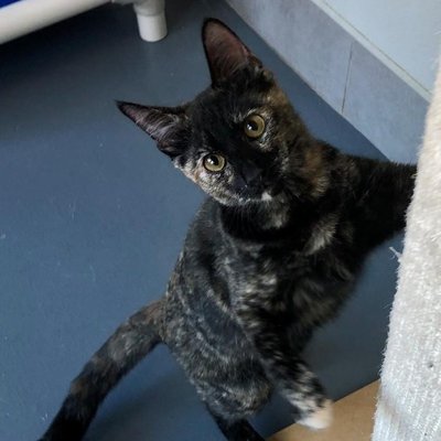 Violet (PetFinder)