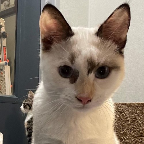 Wanda (PetFinder)