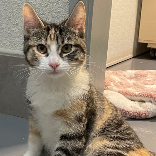 Whisper (PetFinder)